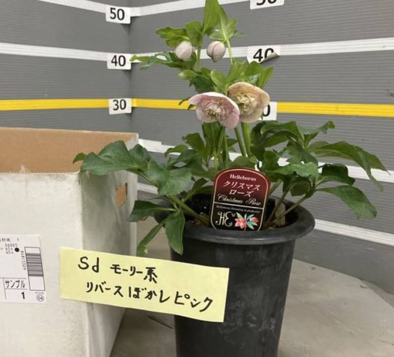 ☆クリスマスローズ☆セミダブル　 モーリー系リバースぼかし☆6号鉢☆超希少☆
