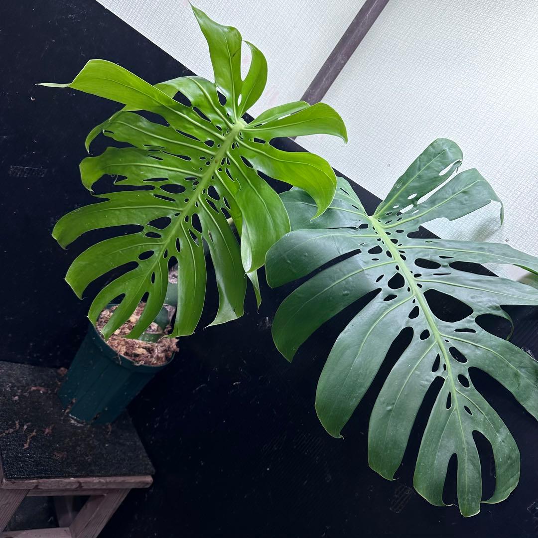 H*K様 モンステラデリシオーサマクロコズム超希少系統鉢植え85㎝