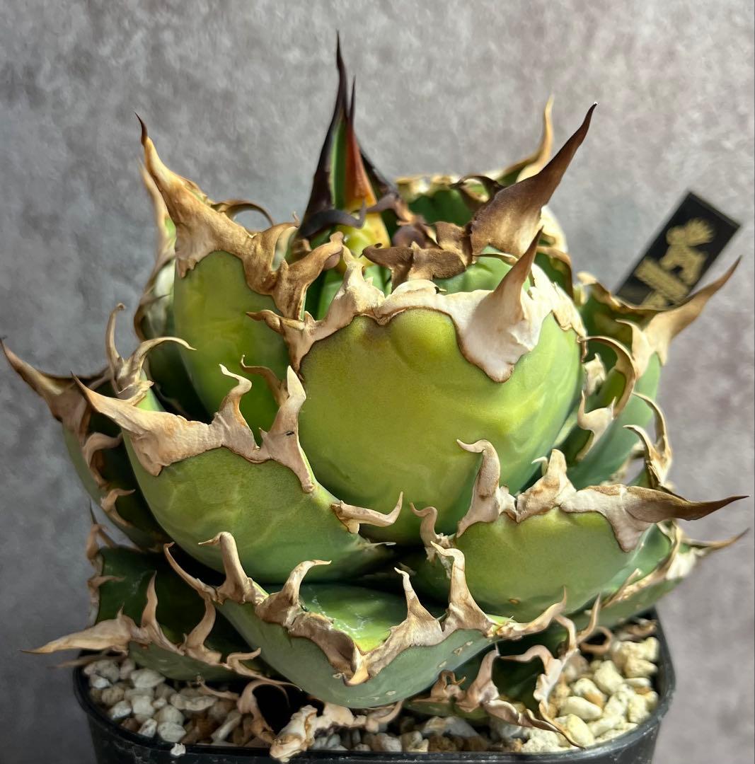 チタノタ　シーザー　ボール型　タグ付き❗️【39】