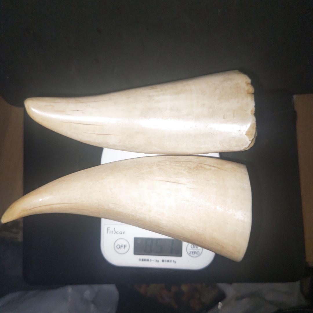 鯨 鯨の歯 マッコウクジラ 鯨歯 2 本