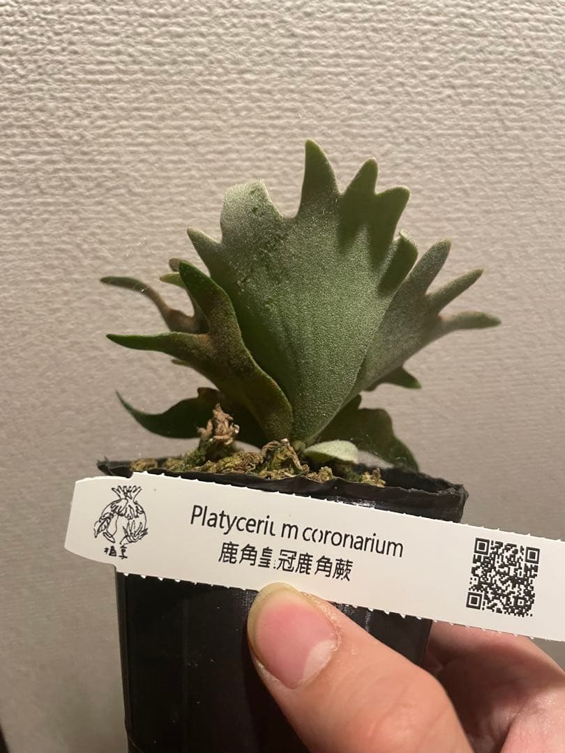 P*5様 P.willinckii Yellow moon dwarf