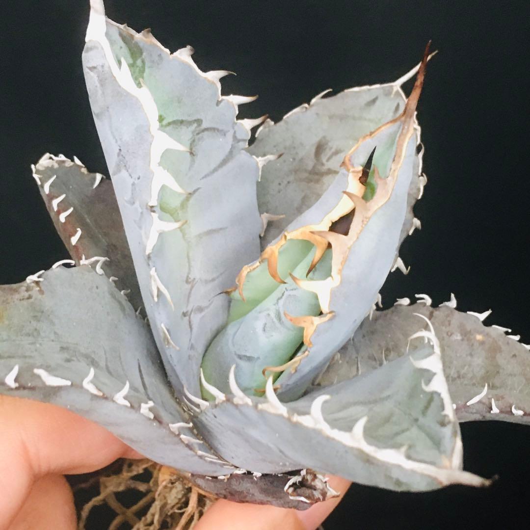 【稀少高騰品種】強棘白火焔 × 特白ホワイトアイス hyb 特選 アガベチタノタ