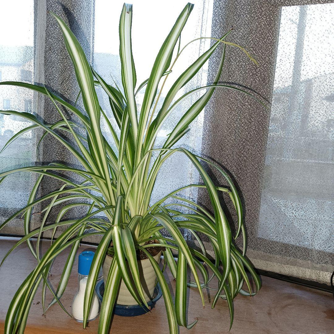 【完売御礼】オリヅルラン 4号鉢 大苗 3株 ランナー付 空気清浄 風水 ホルム