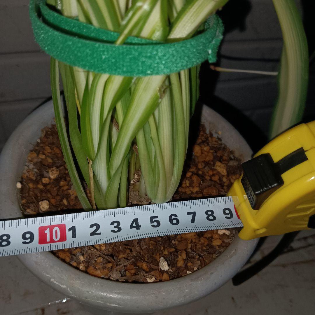 【完売御礼】オリヅルラン 4号鉢 大苗 3株 ランナー付 空気清浄 風水 ホルム