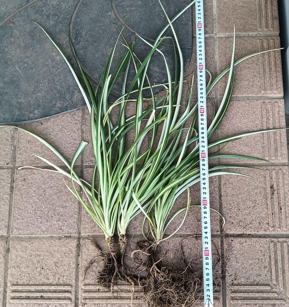 【完売御礼】オリヅルラン 4号鉢 大苗 3株 ランナー付 空気清浄 風水 ホルム