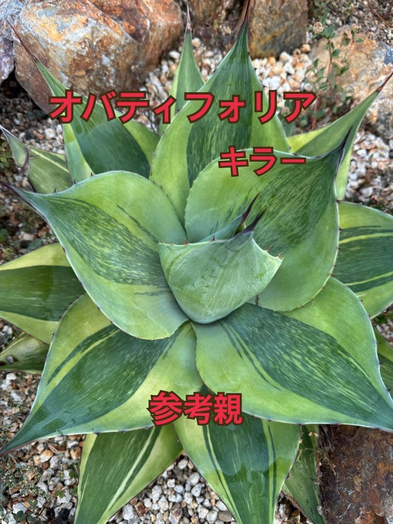 アガベ　オバティフォリア　キラー　育成株