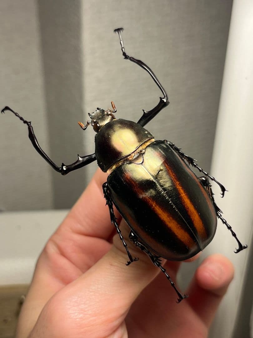 【手長黄金最高峰】セスジドウナガテナガコガネ ♂標本 プラチナコガネ ウグイスコ