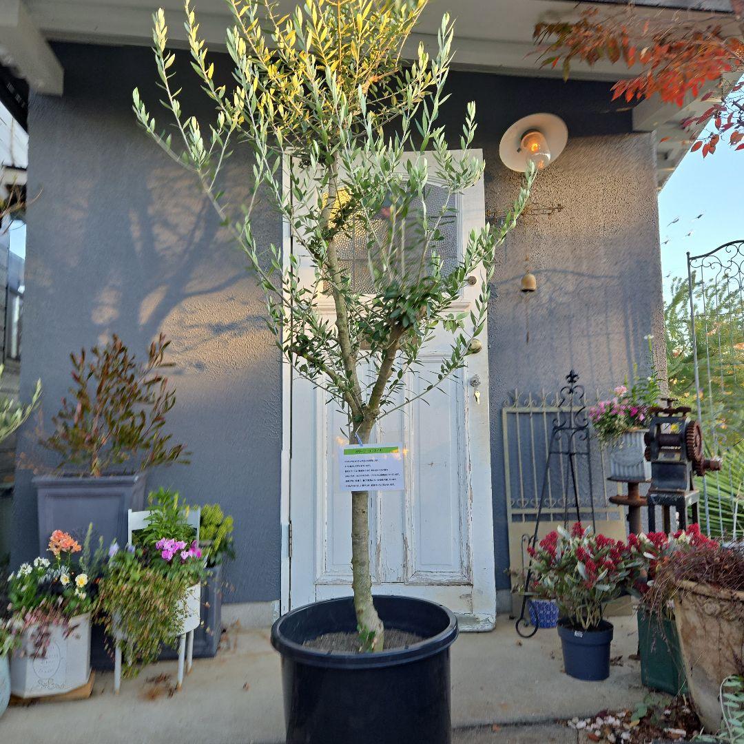 ④　オリーブの木　『コロネイキ』　15号　特大苗木最高等級　極上品‼️