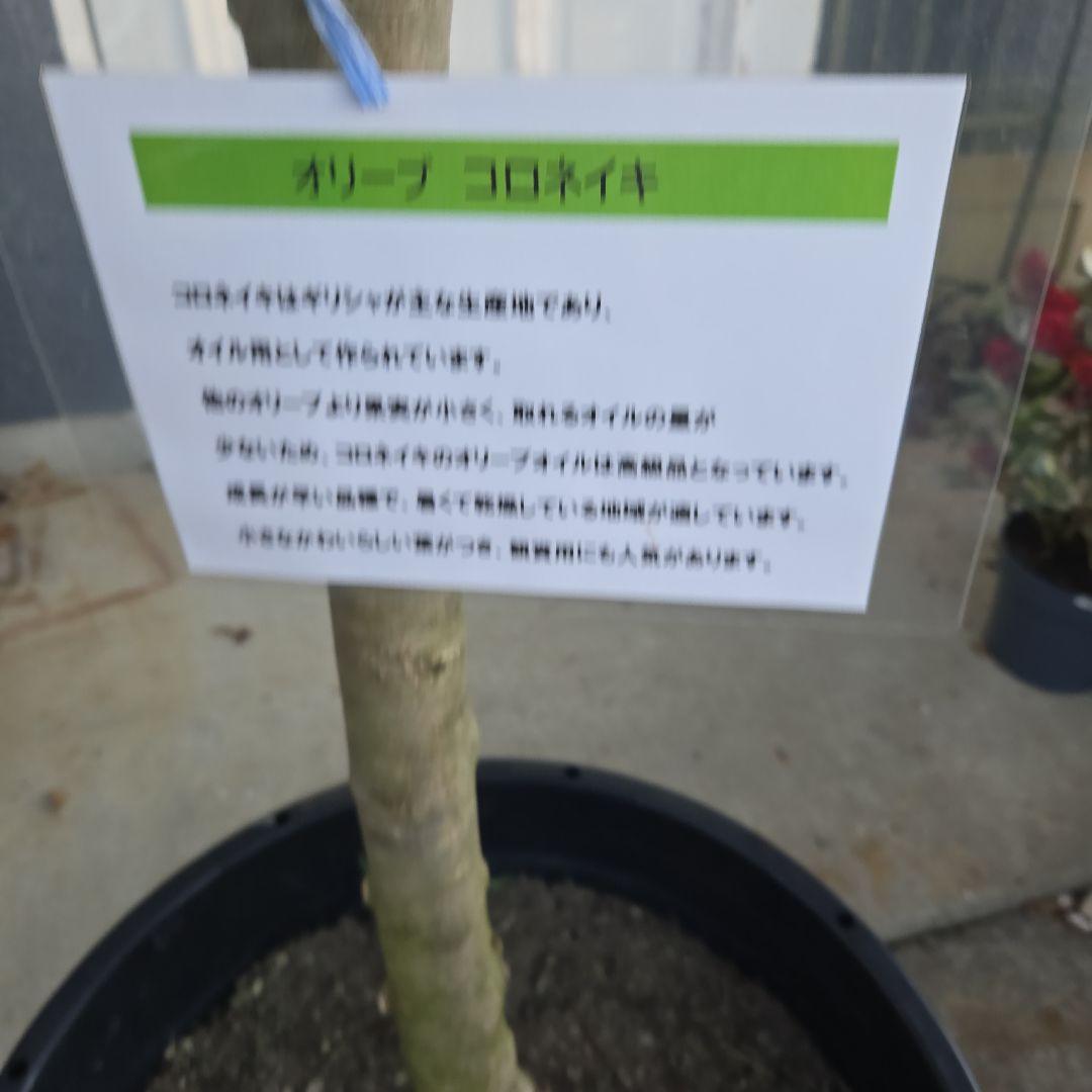 ④　オリーブの木　『コロネイキ』　15号　特大苗木最高等級　極上品‼️