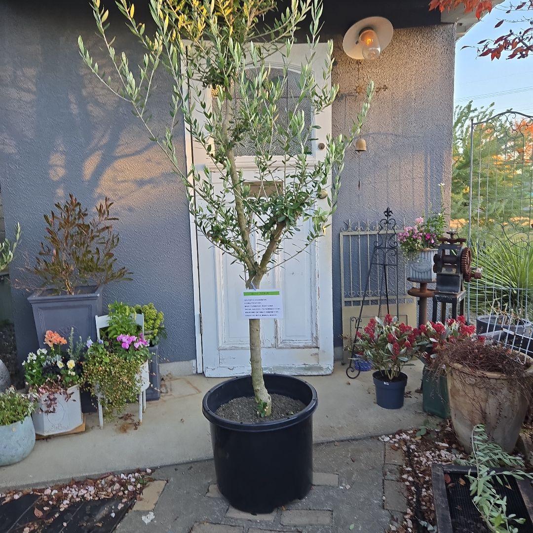 ④　オリーブの木　『コロネイキ』　15号　特大苗木最高等級　極上品‼️