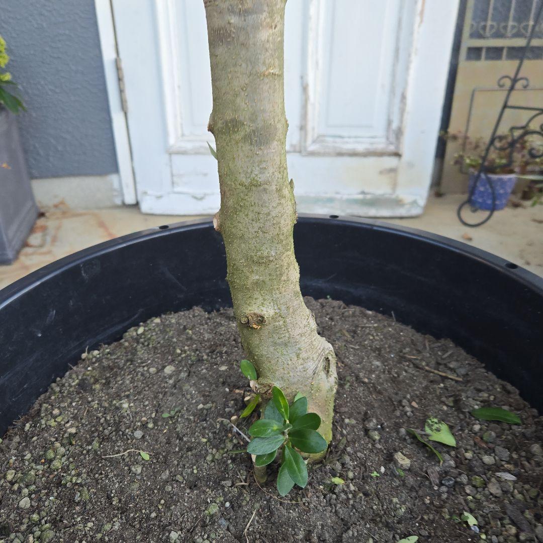 ④　オリーブの木　『コロネイキ』　15号　特大苗木最高等級　極上品‼️