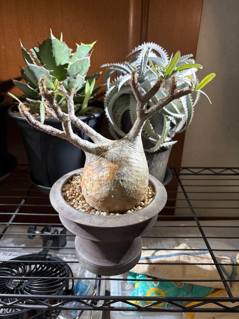 塊根植物 グラキリス