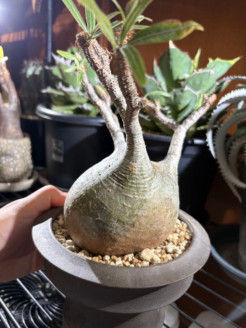 塊根植物 グラキリス