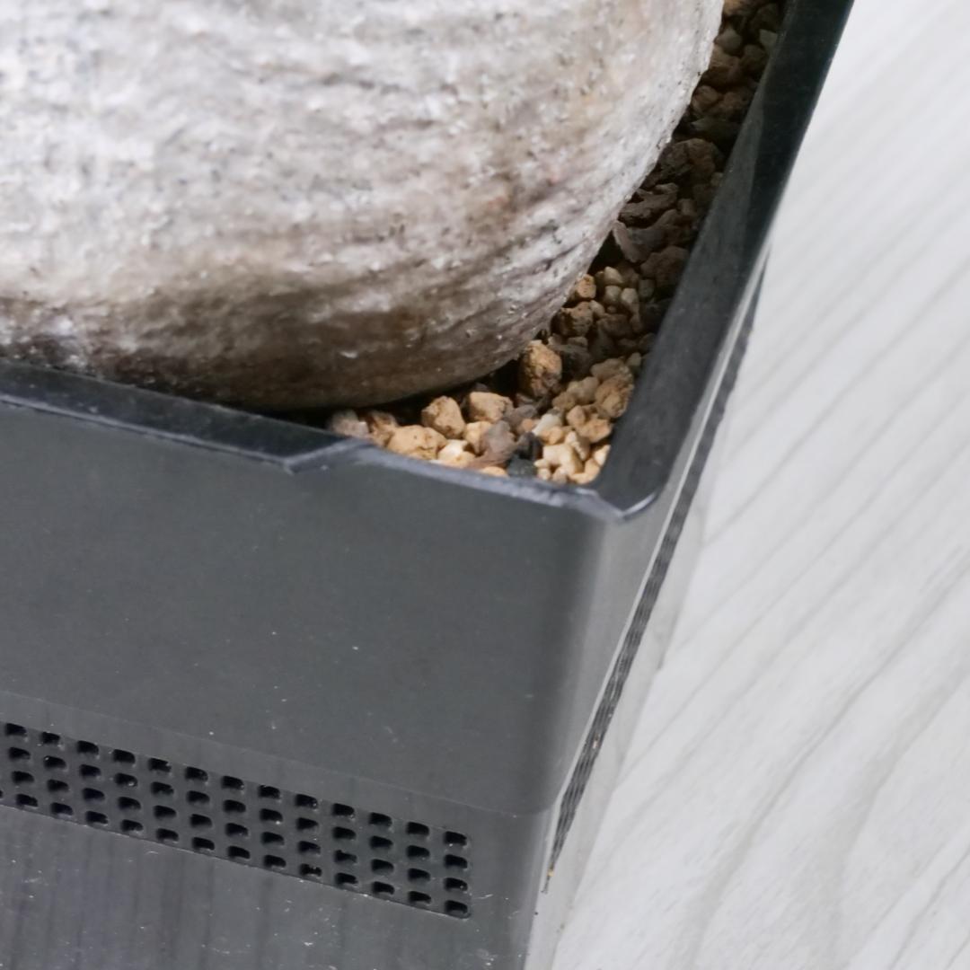 パキポディウム グラキリス Pachypodium gracilius ⑦