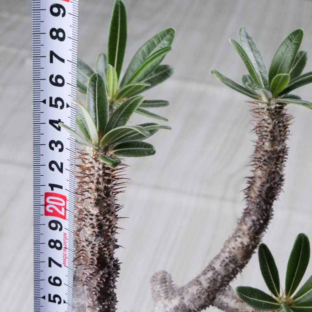 パキポディウム グラキリス Pachypodium gracilius ⑦