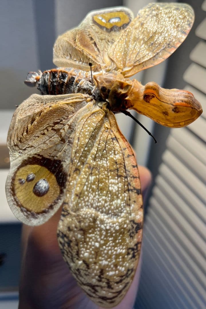 【巨大】オオテングビワハゴロモ 外国産蝶標本 標本 蝶 蛾 ヤママユオオミズアオ
