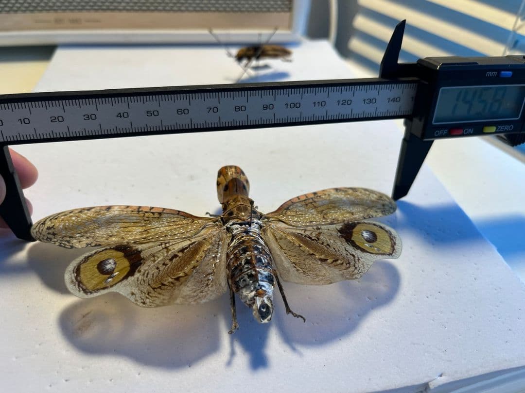 【巨大】オオテングビワハゴロモ 外国産蝶標本 標本 蝶 蛾 ヤママユオオミズアオ