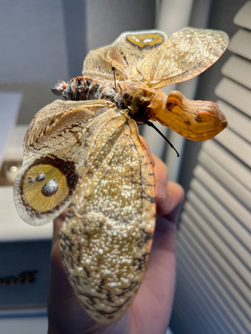 【巨大】オオテングビワハゴロモ 外国産蝶標本 標本 蝶 蛾 ヤママユオオミズアオ