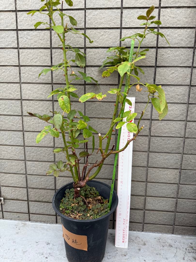 切花バラ苗