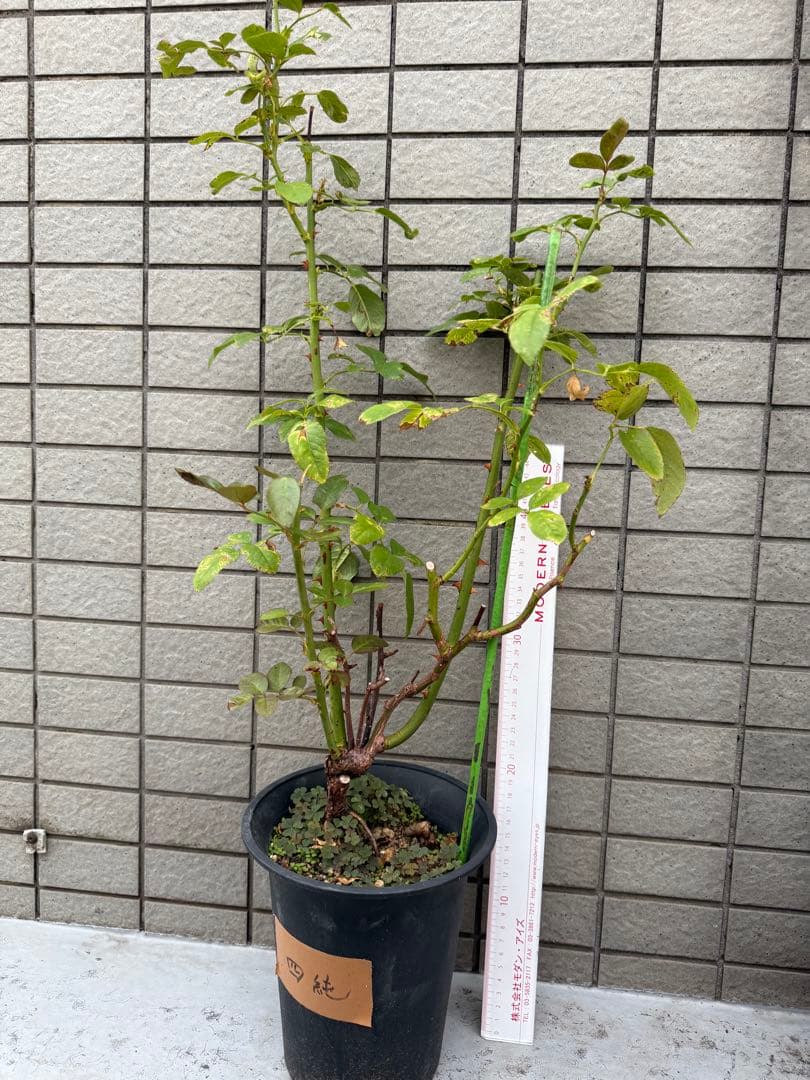 切花バラ苗