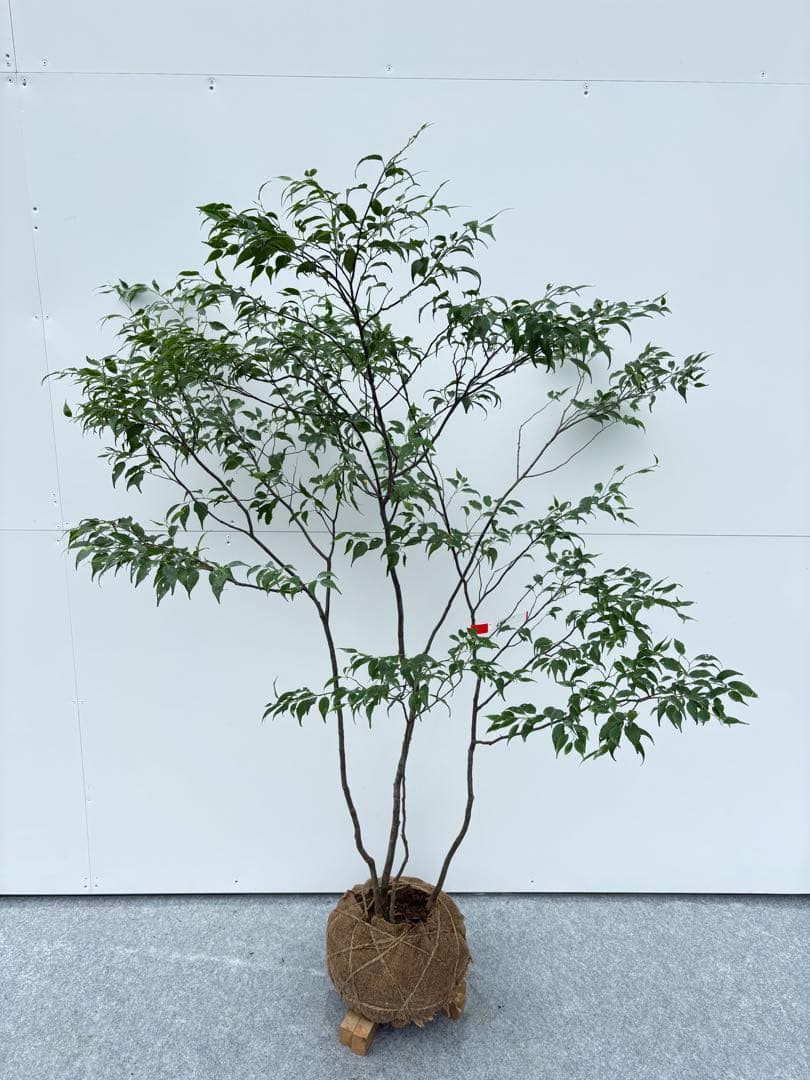 美しい樹形が魅力的 山採り ハイノキ 株立 644 樹高1.5m位 高級樹