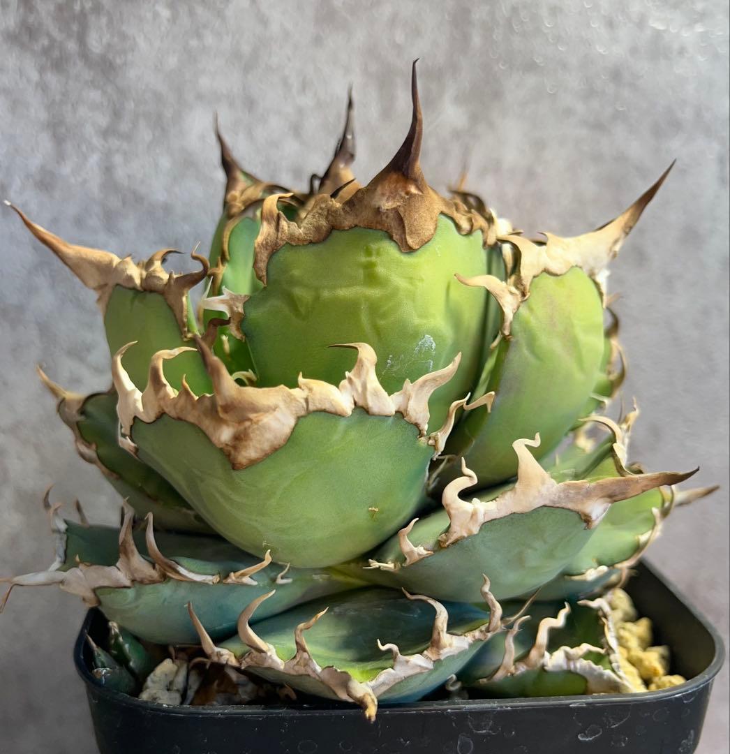 アガベ　チタノタ　シーザー　美株　ボール形　人気　タグ付き　【26】