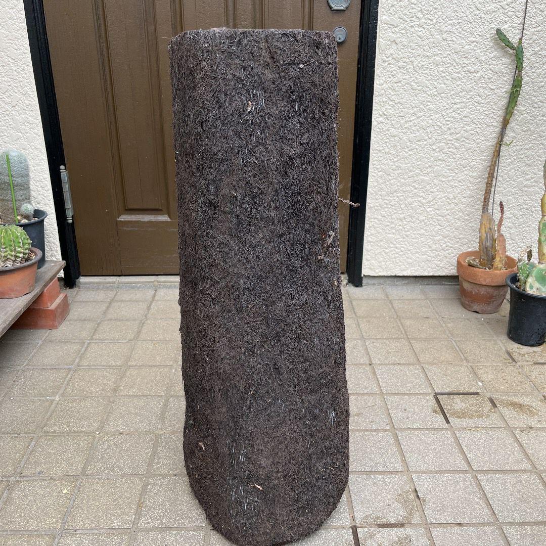 ヘゴ丸 希少 未使用