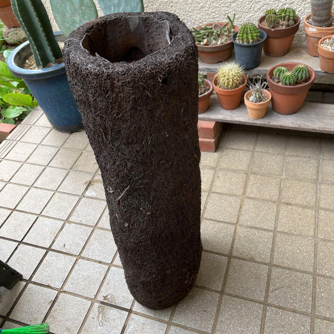 ヘゴ丸 希少 未使用