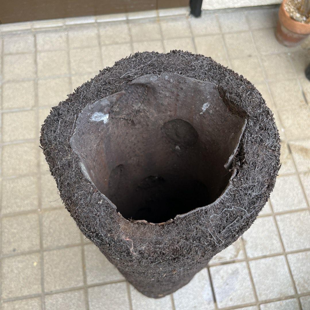 ヘゴ丸 希少 未使用