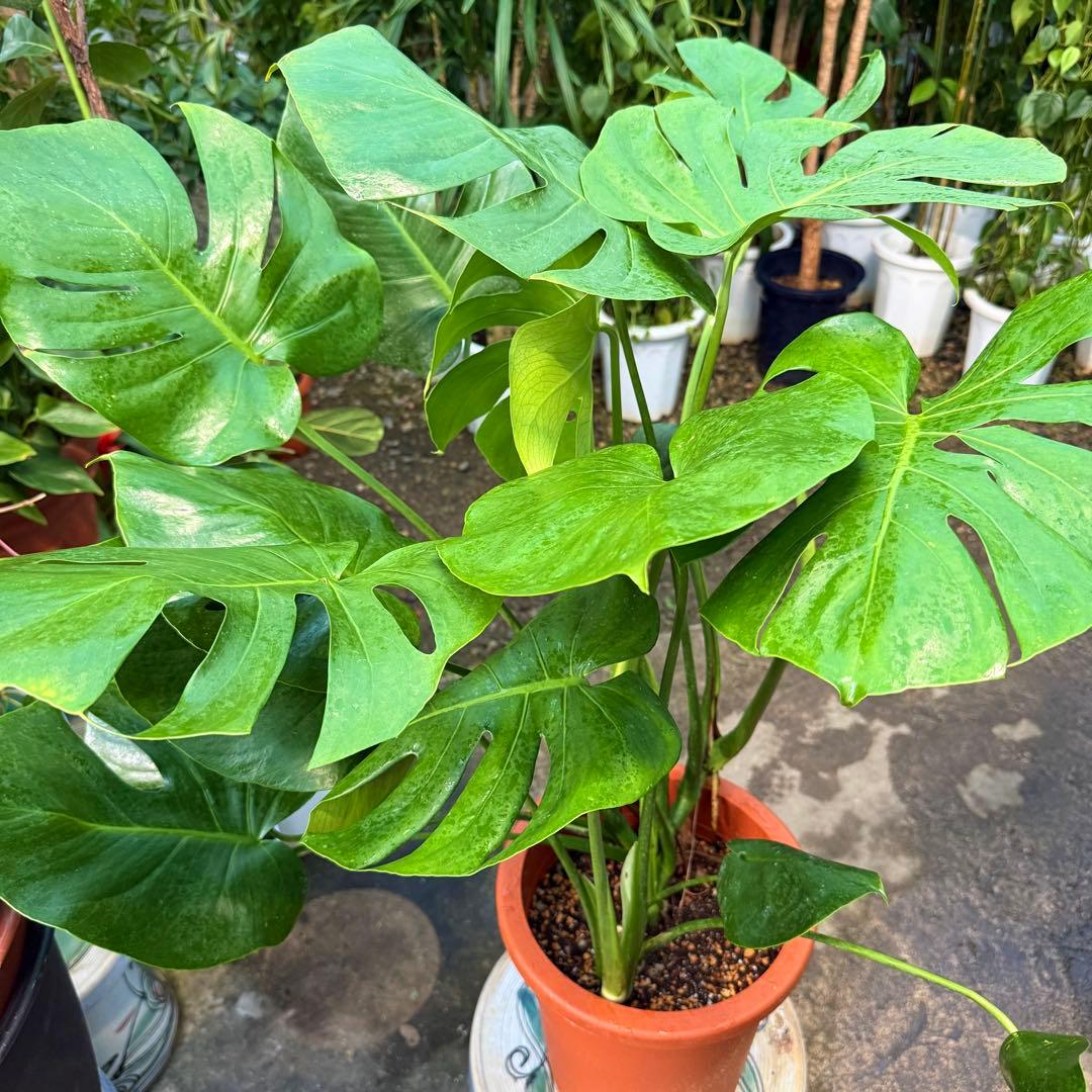 【特級品】モンステラ デリシオーサ 幹上がり 9寸 特大極上苗 鉢付き