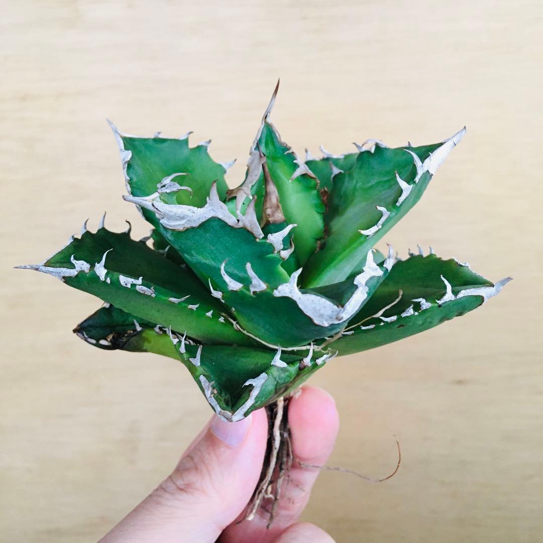 23-7 白火焔 TC株 アガベ チタノタ ホワイトファイヤー