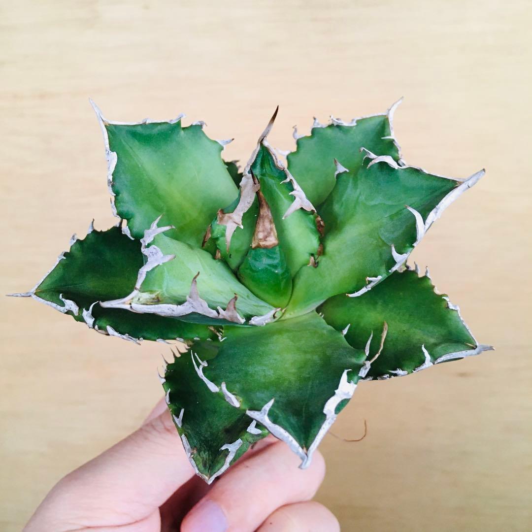 23-7 白火焔 TC株 アガベ チタノタ ホワイトファイヤー