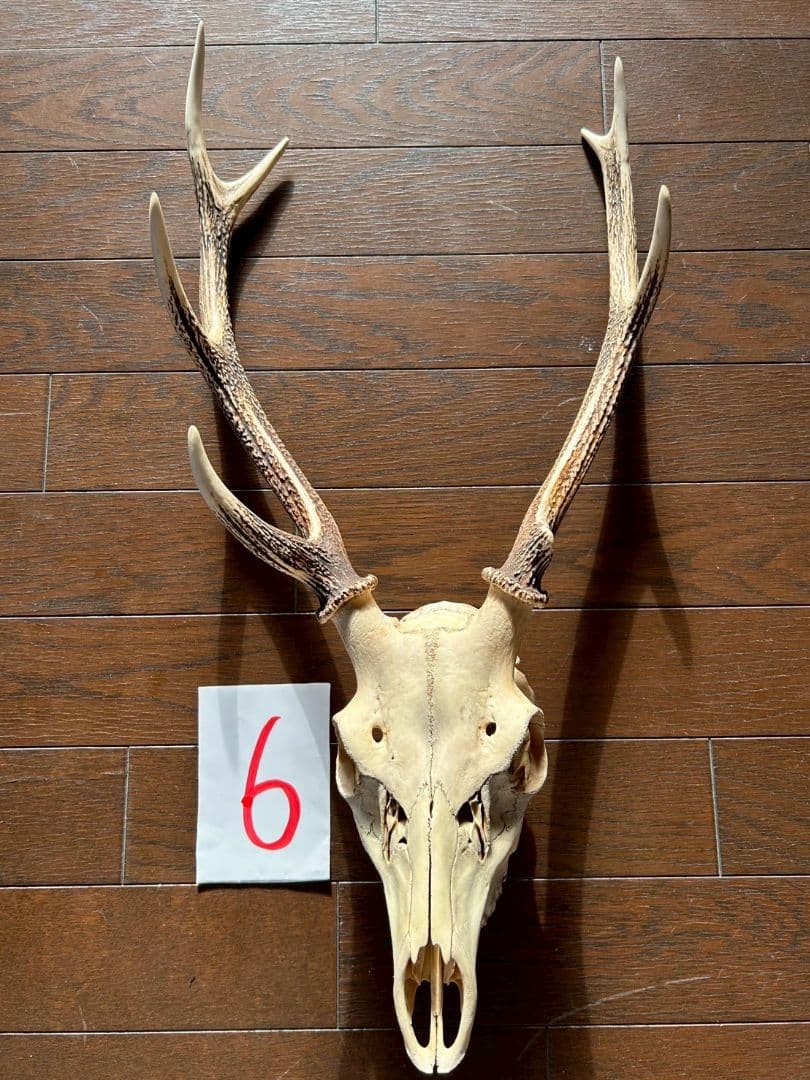 ⑥[1点もの] ハンティングトロフィー　鹿の角　頭蓋骨　日本鹿　スカル