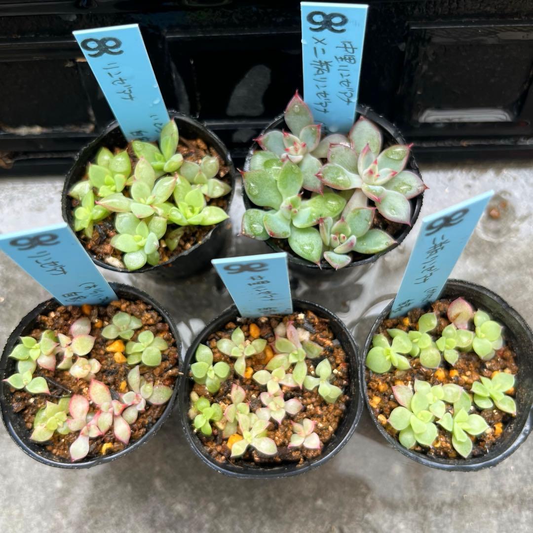 Y*照様 リンゼアナセット❤️