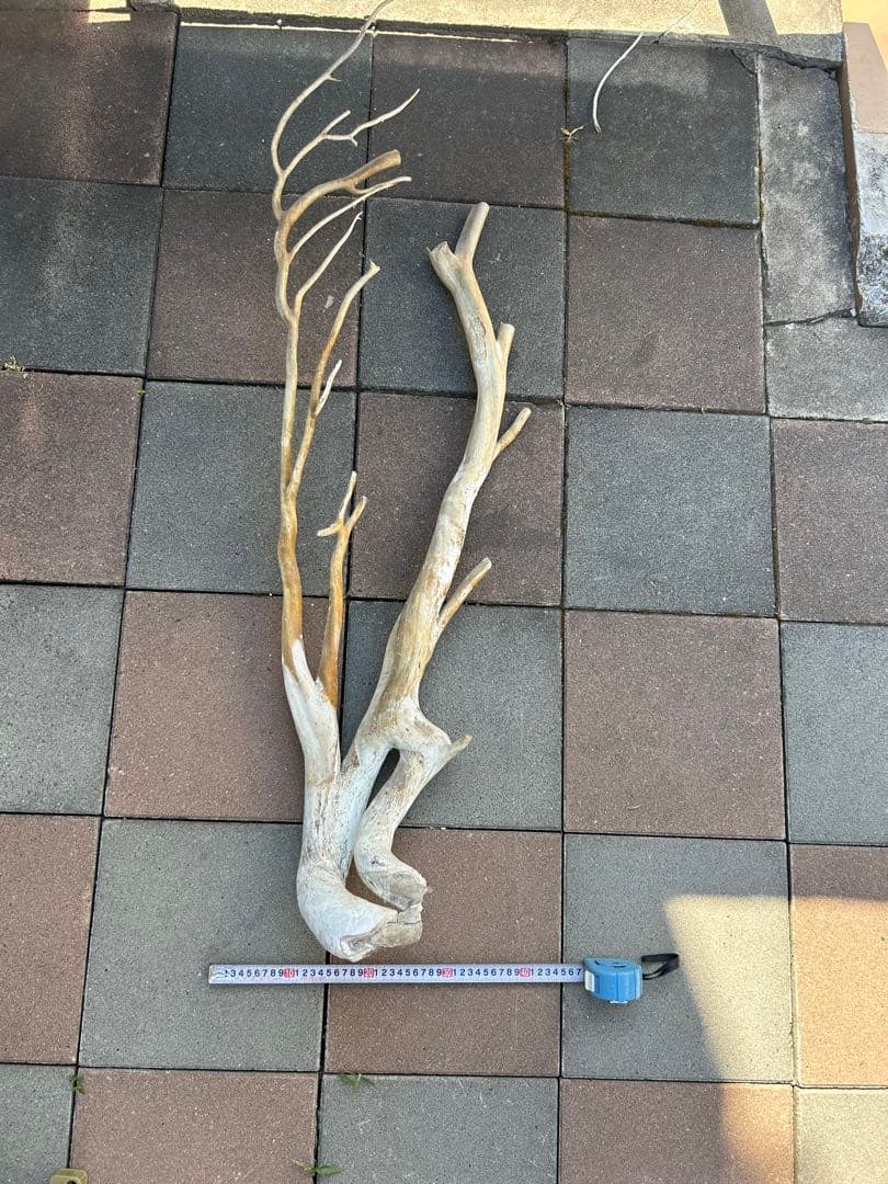 珊瑚　深海松 レインボーコーラル 原木 希少