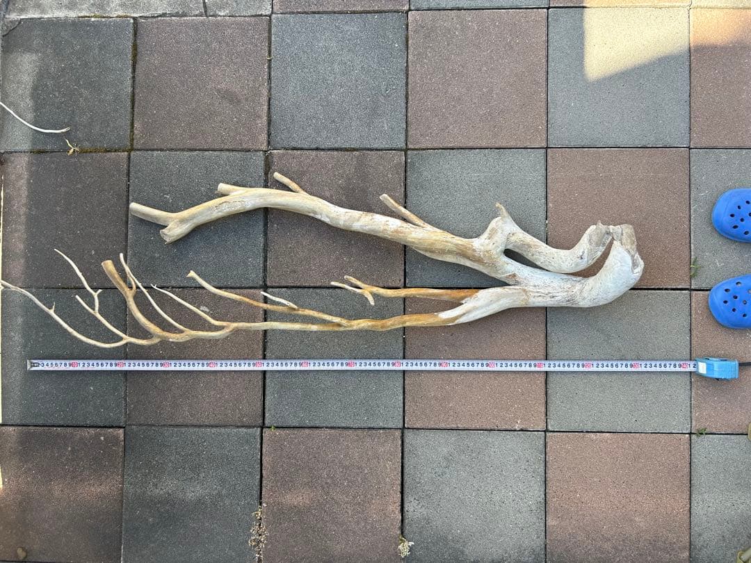 珊瑚　深海松 レインボーコーラル 原木 希少