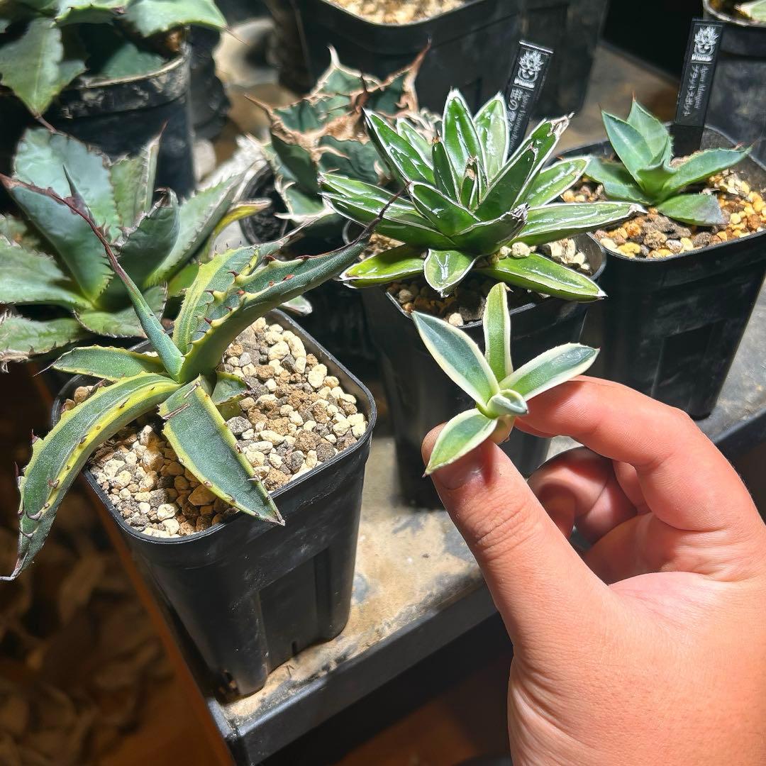 アガベ　スカブラ錦×笹の雪錦×ブラットスポット×メリコ錦　錦セット　まとめ買い