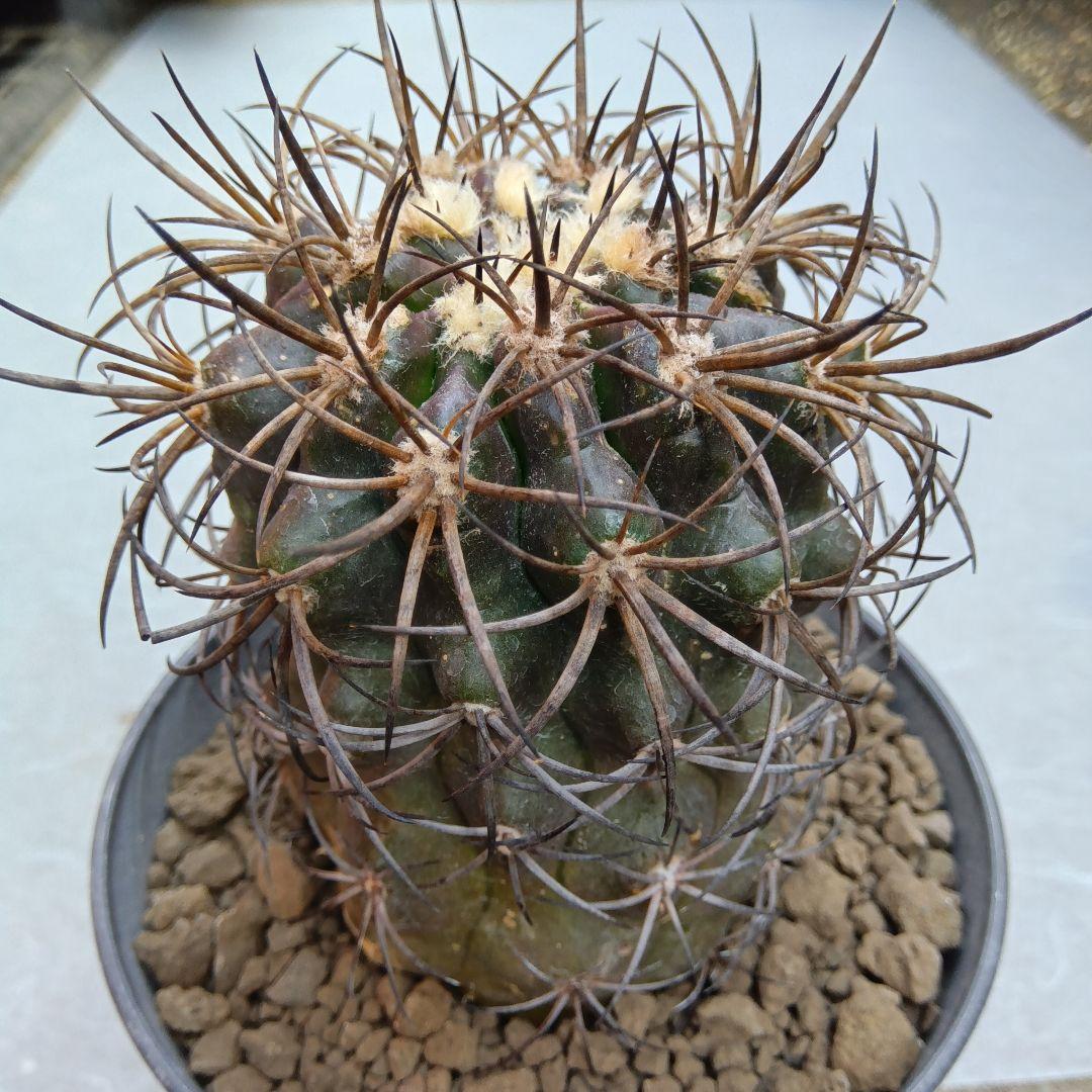 【特大苗】グリセオビオラセア栗星玉自根国内繁殖苗コピアポア（黒王丸孤竜丸）