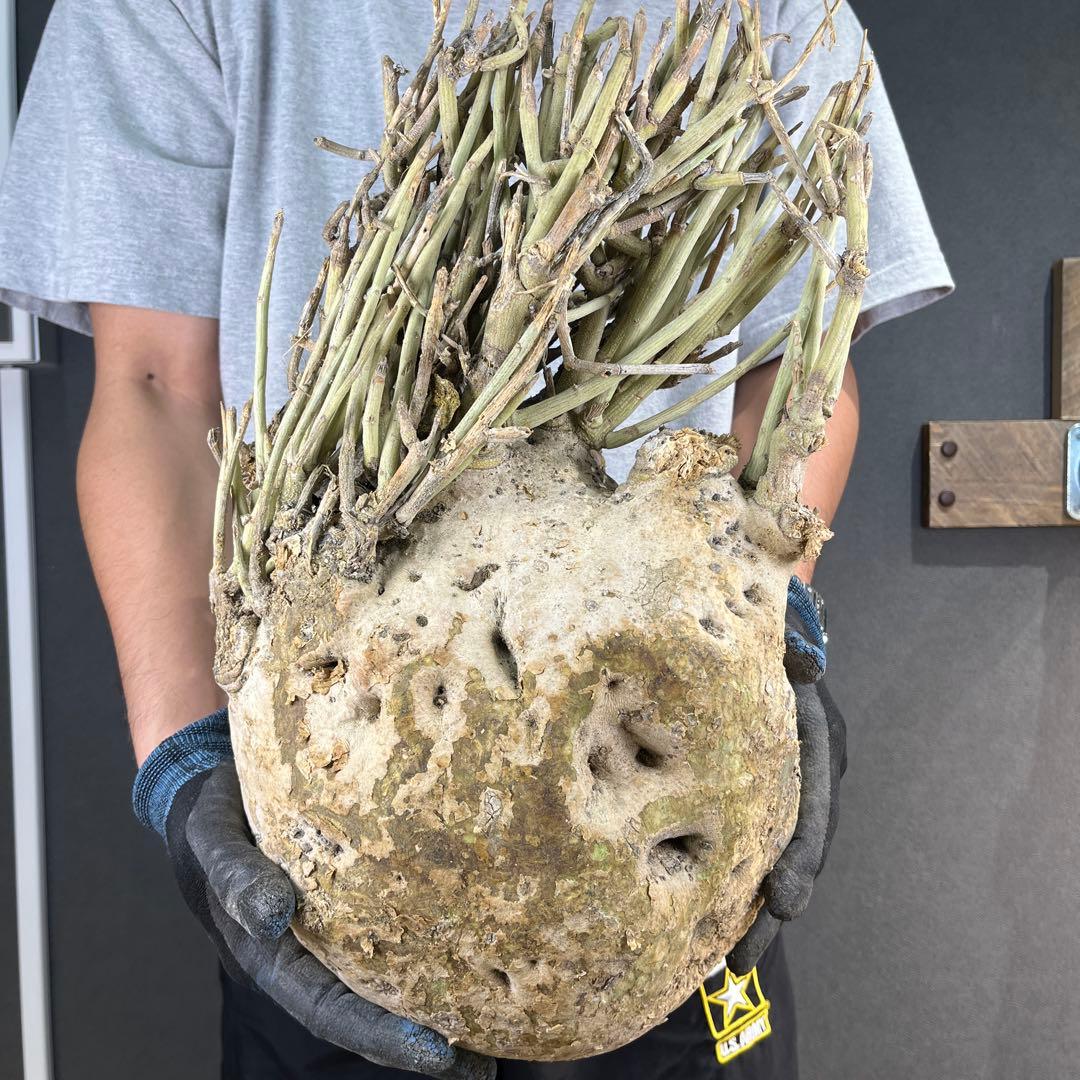 ぱ*ん様 11 激レア 超大株 アデニア ペチュエリー 現地球 鮮度抜群