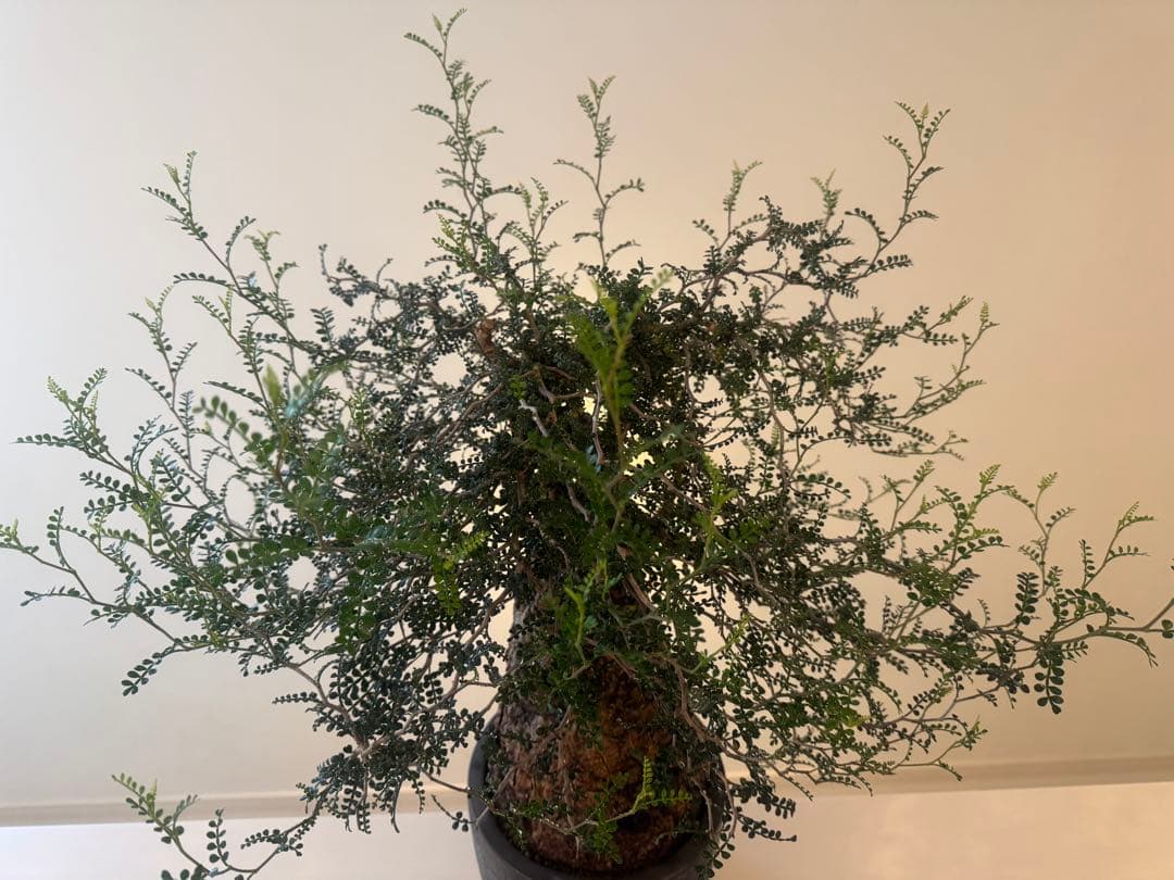 インボイス発行可 オペルクリカリア パキプス 幹幅15㎝ 発根済み 三州みやび鉢