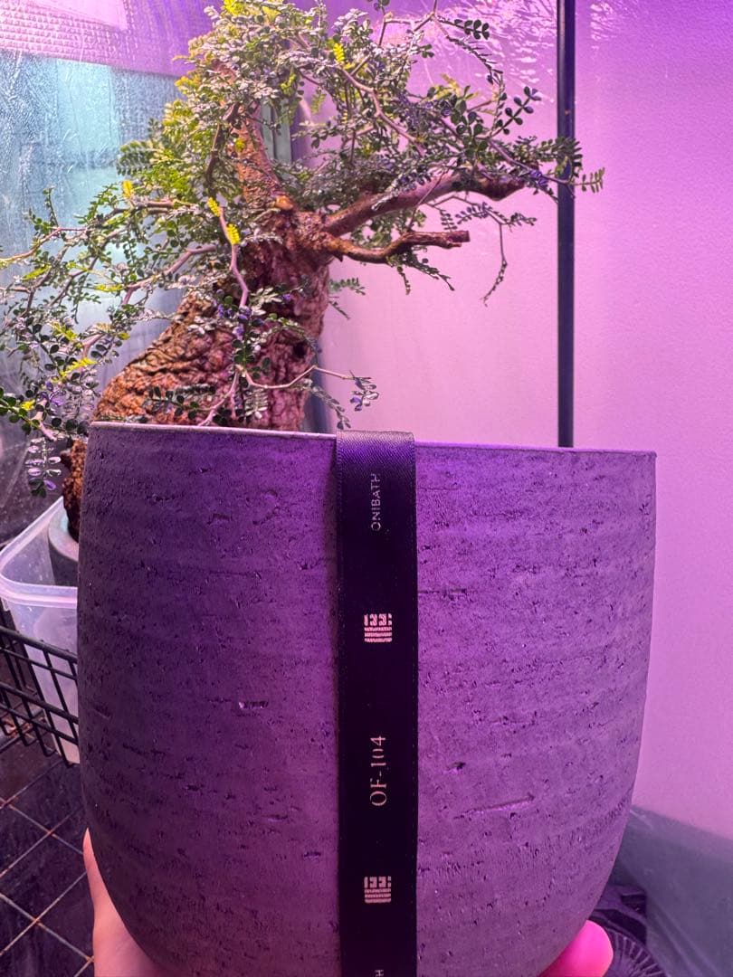 インボイス発行可 オペルクリカリア パキプス 幹幅15㎝ 発根済み 三州みやび鉢