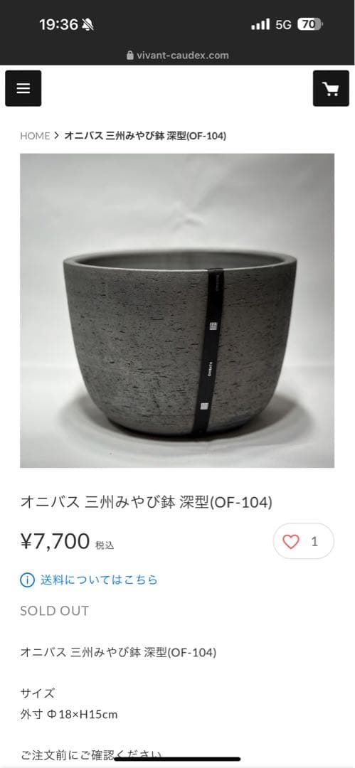 インボイス発行可 オペルクリカリア パキプス 幹幅15㎝ 発根済み 三州みやび鉢