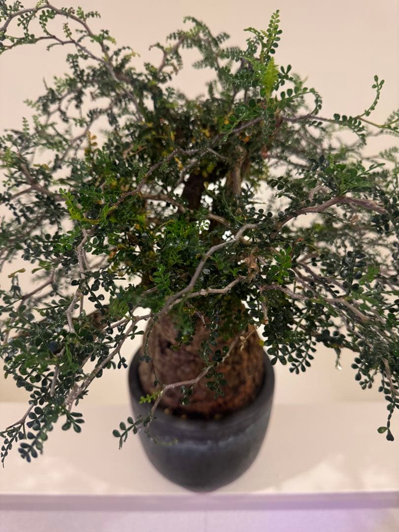 インボイス発行可 オペルクリカリア パキプス 幹幅15㎝ 発根済み 三州みやび鉢