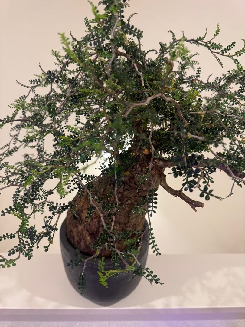 インボイス発行可 オペルクリカリア パキプス 幹幅15㎝ 発根済み 三州みやび鉢