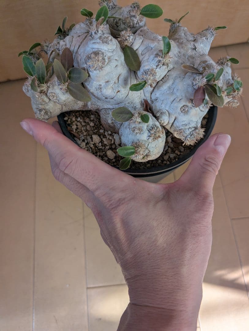 パキポディウム　恵比寿笑大株