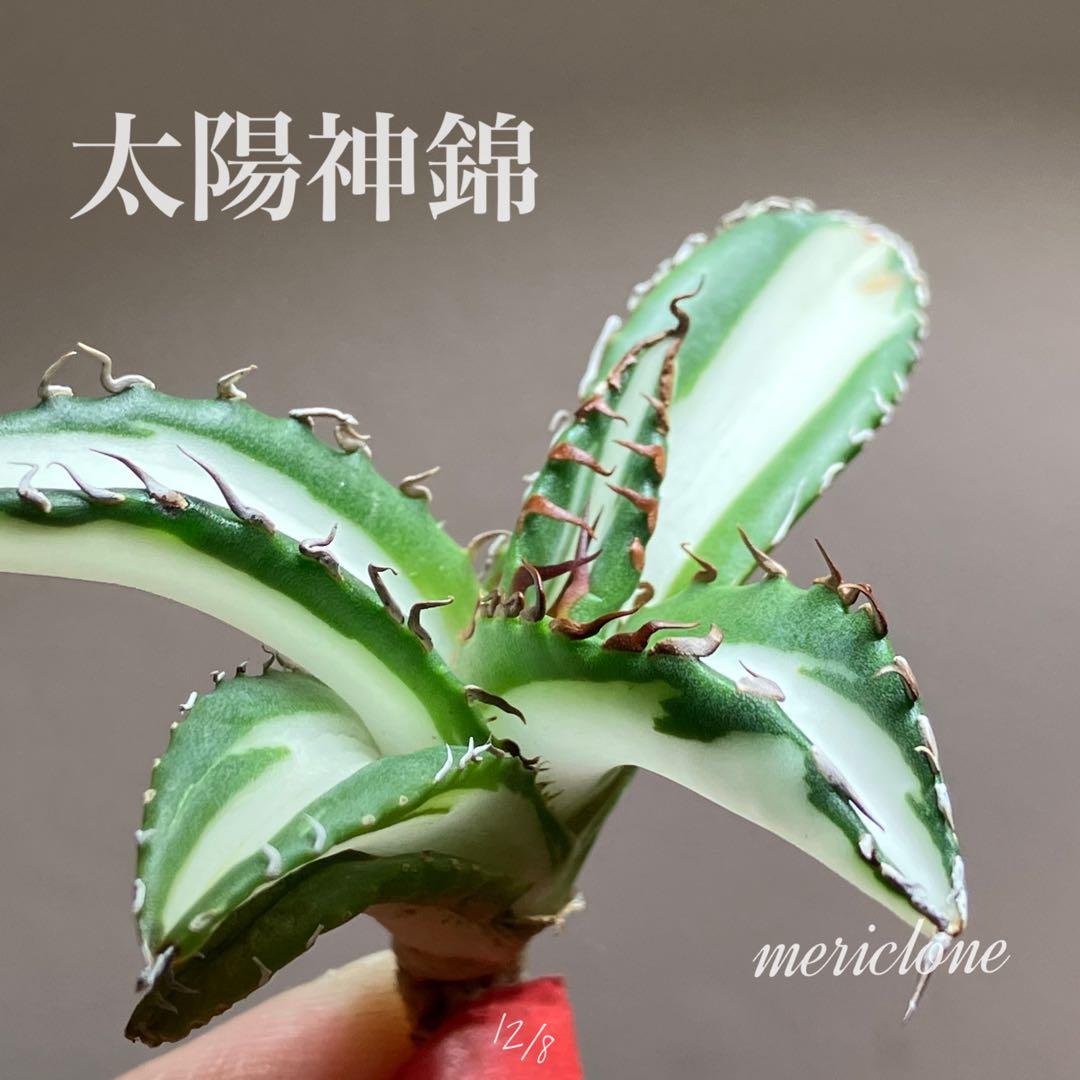 【8の日限定】③特選　アガベ　太陽神錦　白中斑　TC サービス品【速達発送】