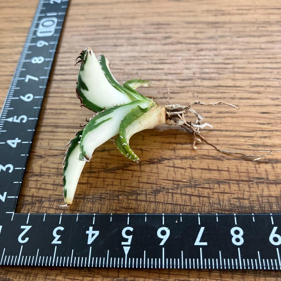 【8の日限定】③特選　アガベ　太陽神錦　白中斑　TC サービス品【速達発送】