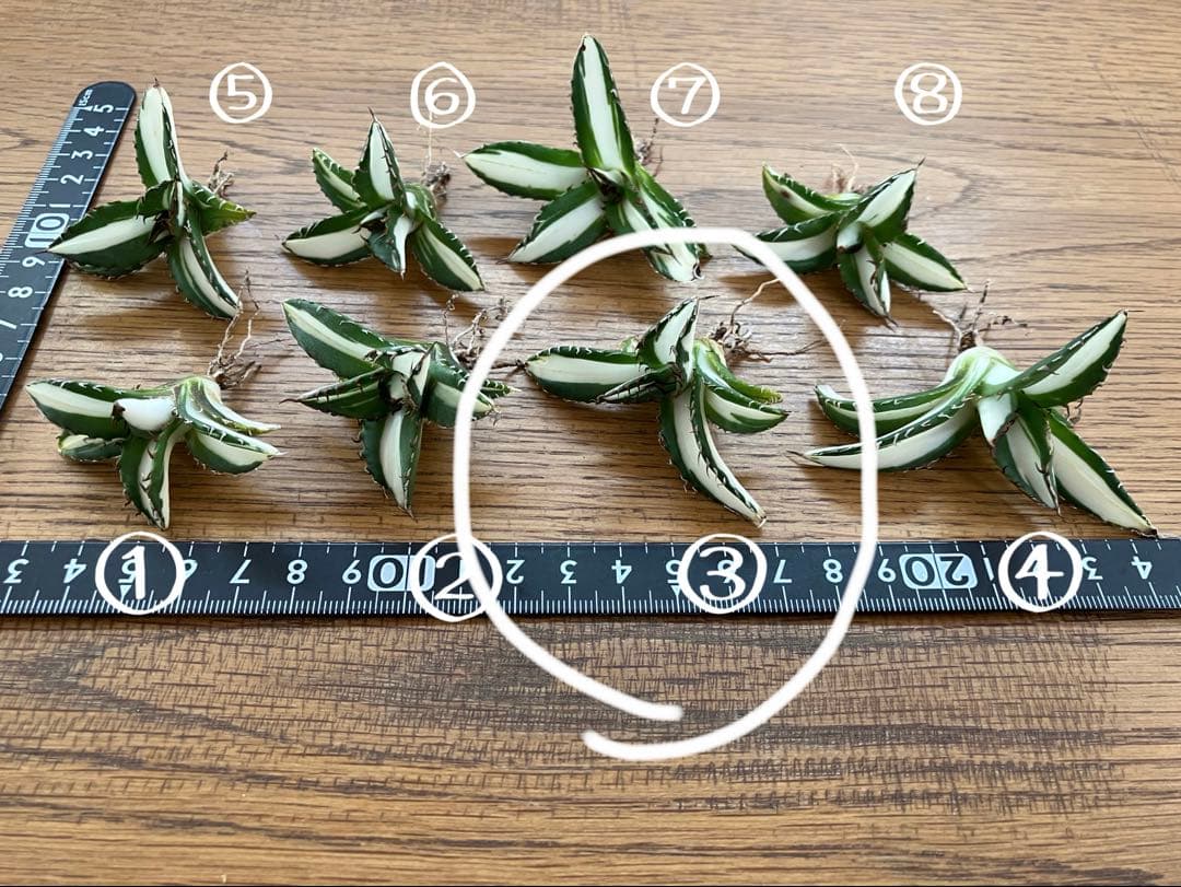 【8の日限定】③特選　アガベ　太陽神錦　白中斑　TC サービス品【速達発送】