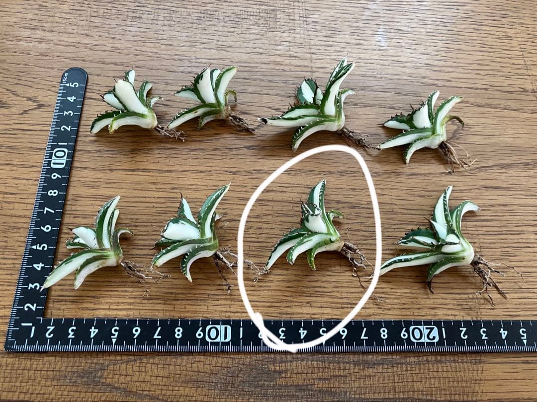 【8の日限定】③特選　アガベ　太陽神錦　白中斑　TC サービス品【速達発送】