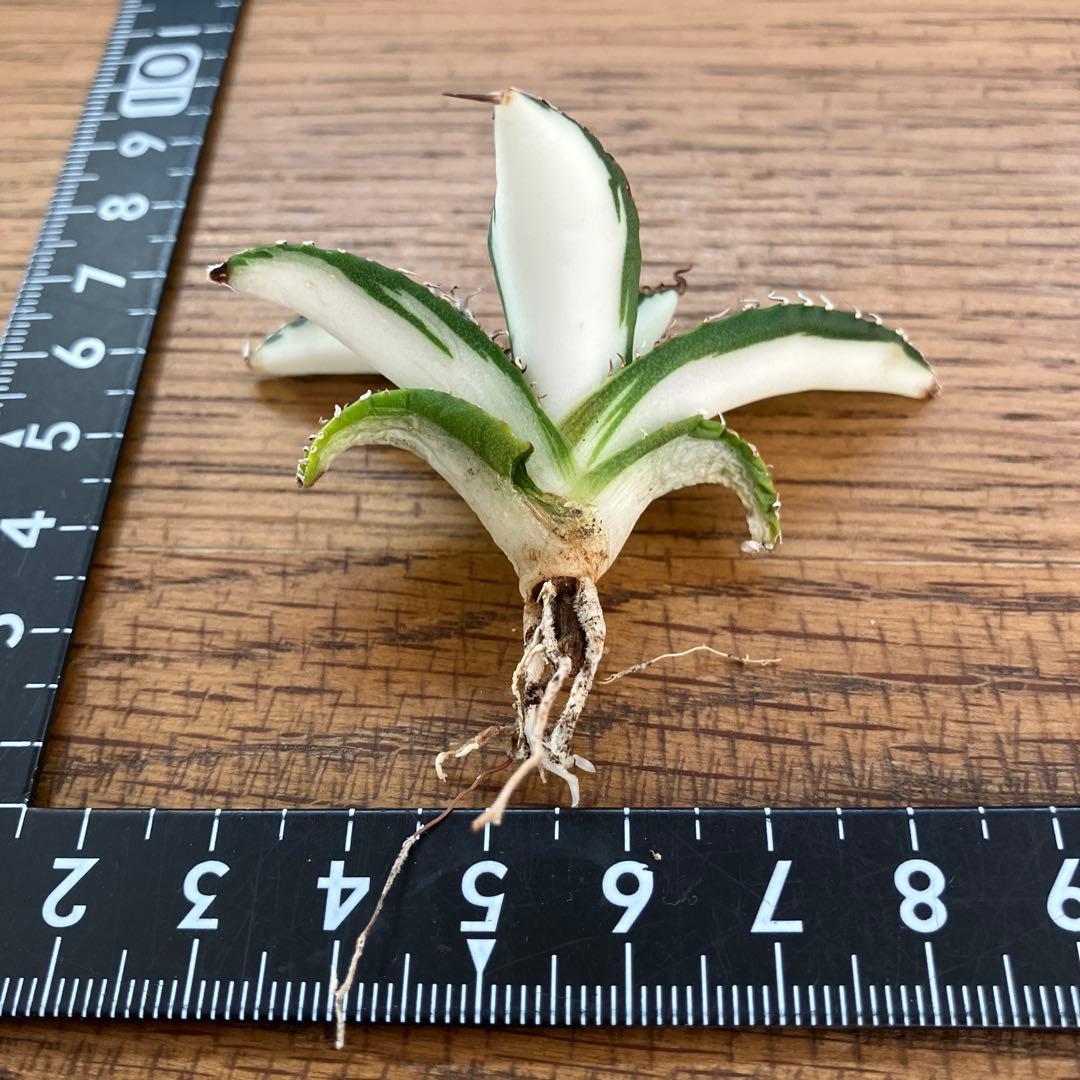 【8の日限定】③特選　アガベ　太陽神錦　白中斑　TC サービス品【速達発送】